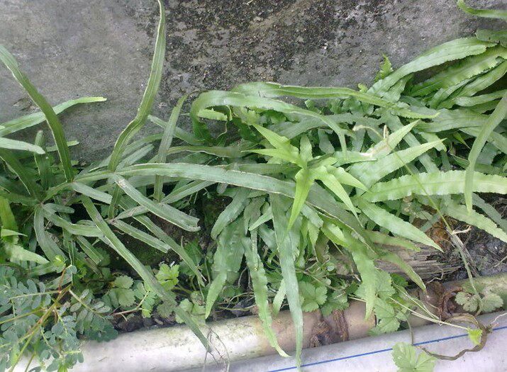 中草药凤尾草 凤尾蕨 鸡爪草 深山采挖清热利湿干品500克