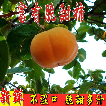 烟台特产 富有 苹果柿子 5斤优惠券折后￥22.5包邮（￥32.5-10）