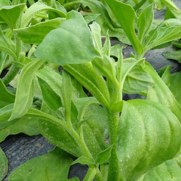 冰菜种子冰草苗春秋冬季播种阳台盆栽新鲜蔬菜种籽日本进口菜种子