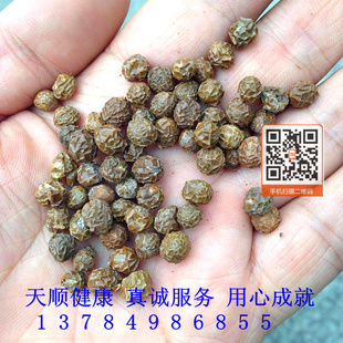 梧桐子 1千克16 天顺 干货 梧桐树种子