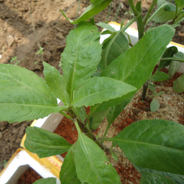 正宗尼基罗草鲜叶子尼基罗草鲜品特价