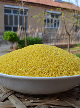 农家自种小米子黄小米营养米月子米小米粥宝宝米500g 老品种