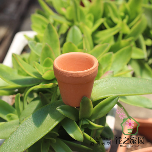 小盆栽红陶花盆迷你多肉植物摆件