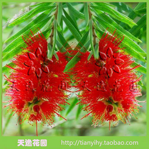 绿化树苗 串钱柳苗 垂枝红千层 金宝树 红千层苗(带叶带营养发)