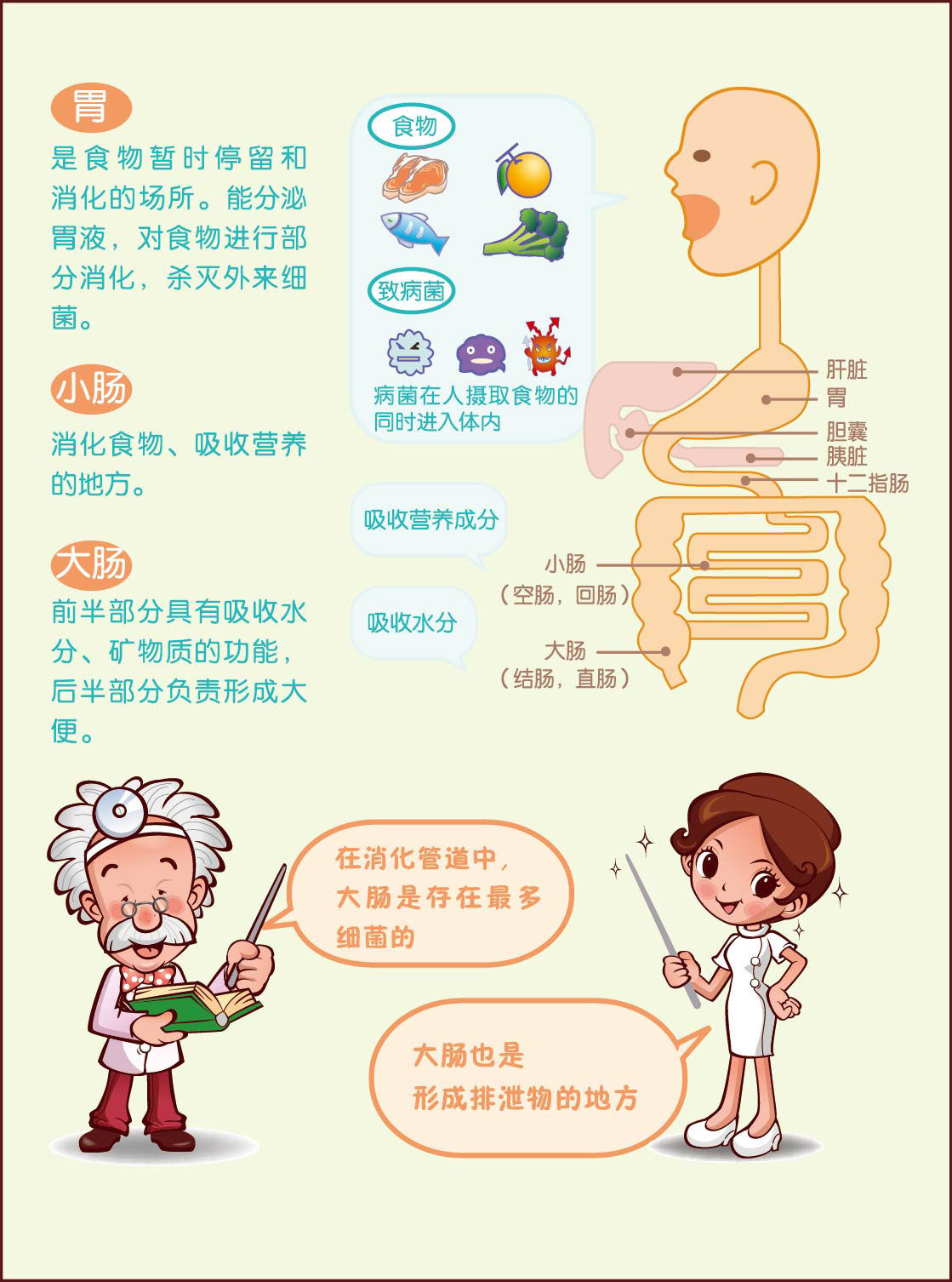 729海报印制展板写真喷绘831校园肠胃人体器官图