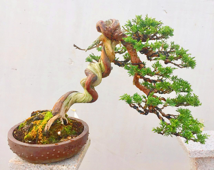 系鱼川真柏 精品悬崖真柏 舍利杆造型奇异 真柏盆景