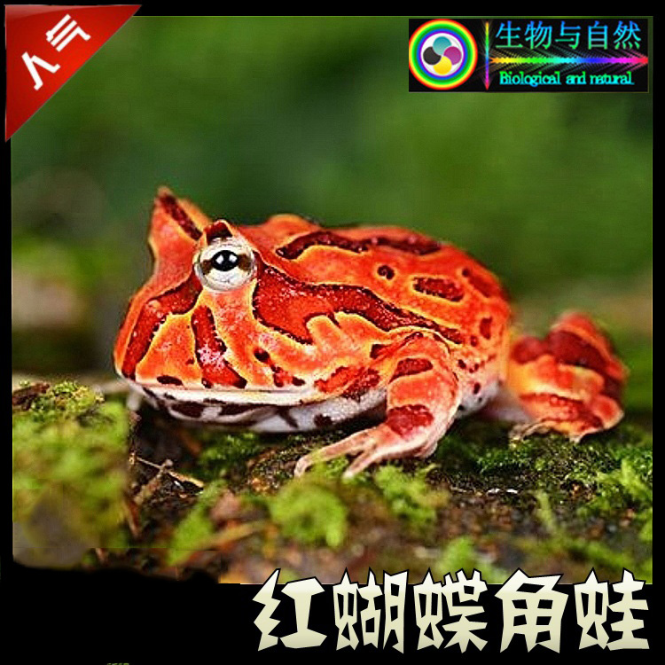 另类宠物活体 南美角蛙活物 红蝴蝶角蛙活体 宠物蛙 4-5cm 包风险