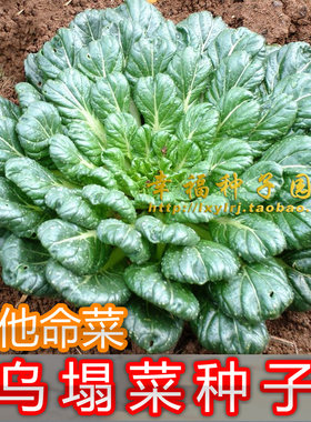 如月菜维他命阳台种菜黑菜塌棵菜