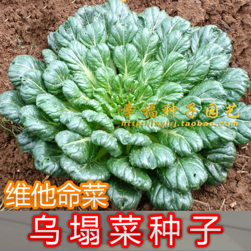 如月菜维他命阳台种菜黑菜塌棵菜