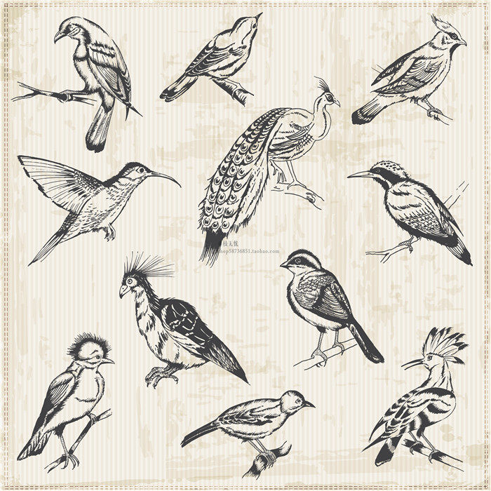 A2399矢量复古手绘线稿鸟类动物海报插画孔雀图案 AI设计素材