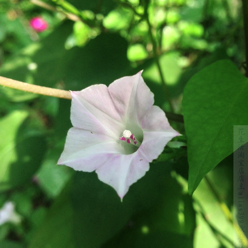 稀有粉色牵牛花种子爬藤推荐