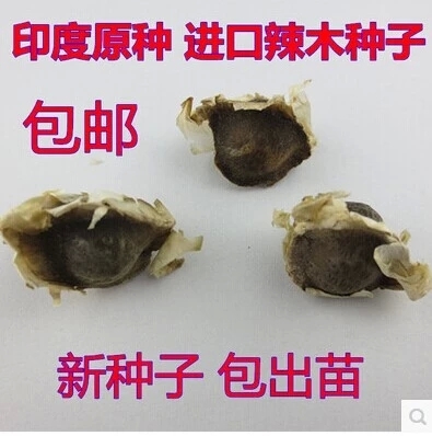 精选正宗印度辣木籽食用种植 辣木子辣木种子叶