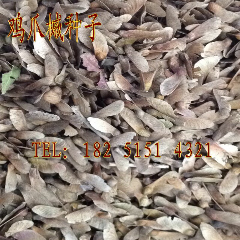 鸡爪槭种子细叶小叶枫树一级