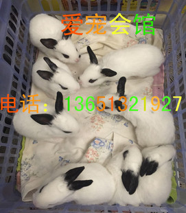 必看 北京爱宠会馆 兔兔荷兰猪龙猫应该吃苜蓿草还是吃提摩西