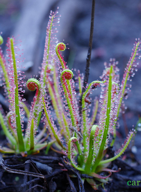 食虫植物-红丝叶茅膏菜-红色腺毛（特价小苗）包邮观叶食虫草