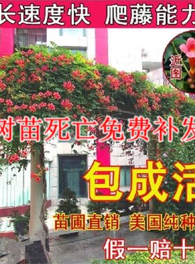 别墅绿化落地生根易成活爬藤植物