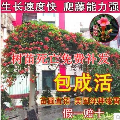 攀援爬藤植物凌霄树苗炮仗花阳台庭院小区别墅绿化落地生根易成活