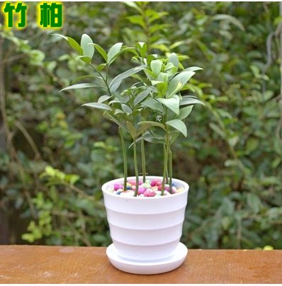 竹柏越驱蚊办公桌室内盆栽观叶水培耐阴植物四季常绿吸净盆景大苗