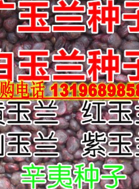 玉兰种子 白玉兰黄玉兰广玉兰 辛夷红玉兰山玉兰紫玉兰树种子