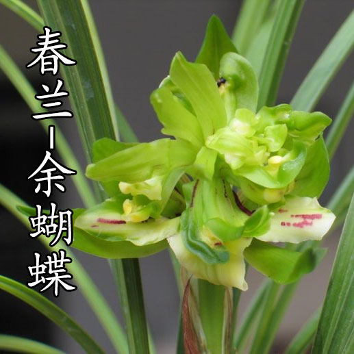 正品高档春兰奇花之王余蝴蝶易养活易来芽盆栽 兰花 免邮