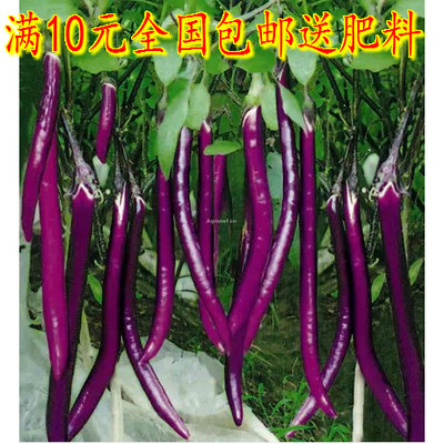 寿光茄子种子杭茄一号紫红蔬菜