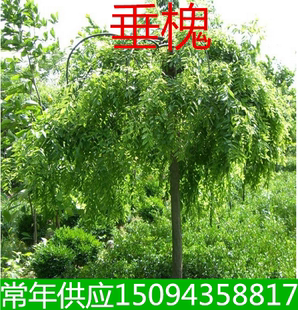 庭院工程绿化苗垂槐龙爪槐盘槐庭院植物垂槐黄金槐金枝槐