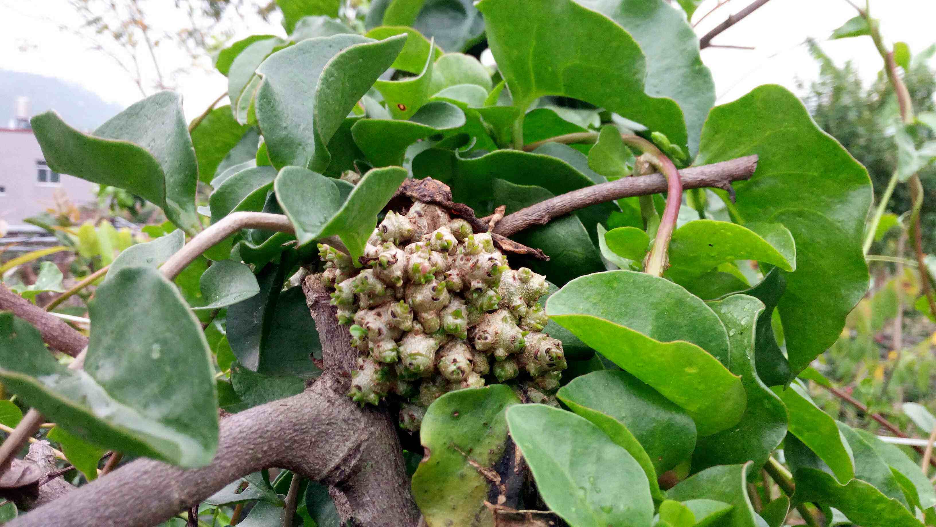 热销 买二送一 藤三七苗 洋落葵种苗块茎苗土三七苗绿植盆栽