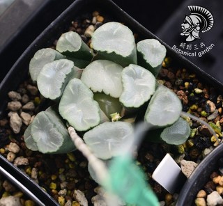 19年大桑 无纹糯窗万象 种 十二卷/多肉植物/瓦苇属/Haworthia