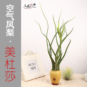 空气凤梨 无土植物 美杜莎 女王天绿植盆栽花卉