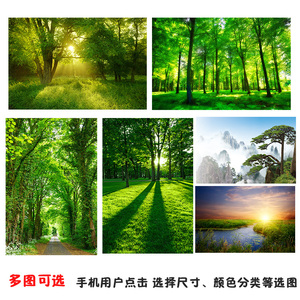 树林森林田园风光海报定做国家公园自然山水风景大挂画装饰贴墙画