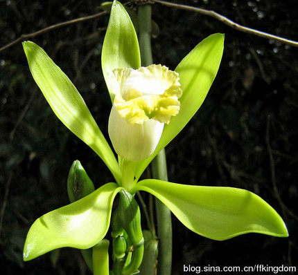 大花香荚兰 植物 苗 Vanilla fragrans 园艺品 种植  盆栽 香草