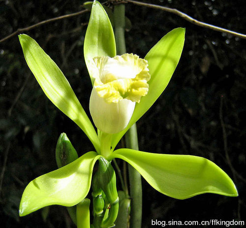 香荚兰植物种植盆栽香草