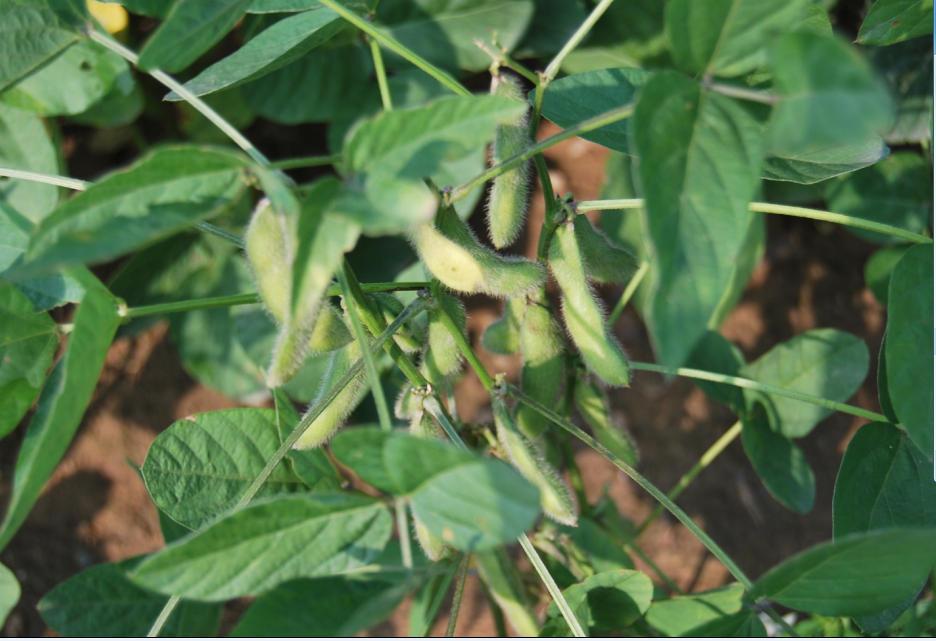 农户土黄豆山坡旱地豆子