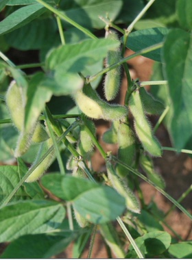 深山农家自种小黄豆新黄豆 发芽黄豆绿色非转基因土黄豆喝豆浆佳