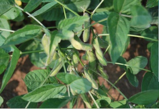 深山农家自种小黄豆新黄豆 发芽黄豆绿色非转基因土黄豆喝豆浆佳