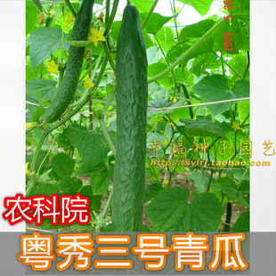 【粤秀三号青瓜】农科院黄瓜种子 雌花多 好吃产量高 春夏秋播种