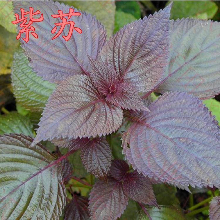 蔬菜紫苏阳台盆栽香草种子包邮