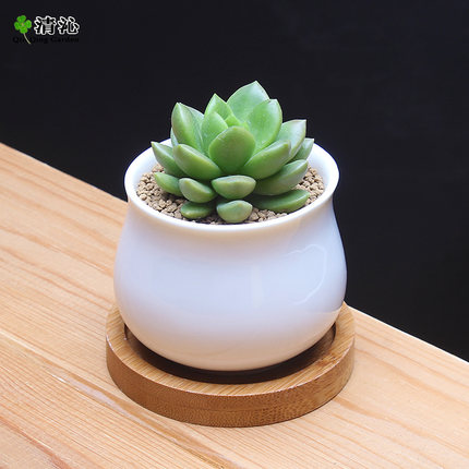 肉肉迷你植物 青丽 多肉植物盆栽花卉 桌面室内绿植小盆景