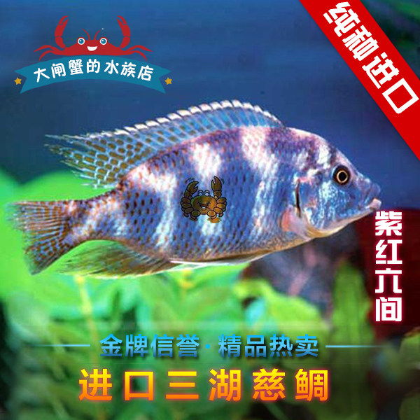 台系 三湖慈鲷 马鲷 紫红六间鱼 热带鱼 观赏鱼
