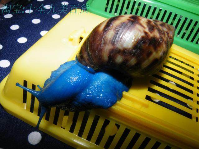 七彩蜗牛蓝色宝石蜗牛活体/彩色活体蜗牛/时尚礼品/科学课试验用
