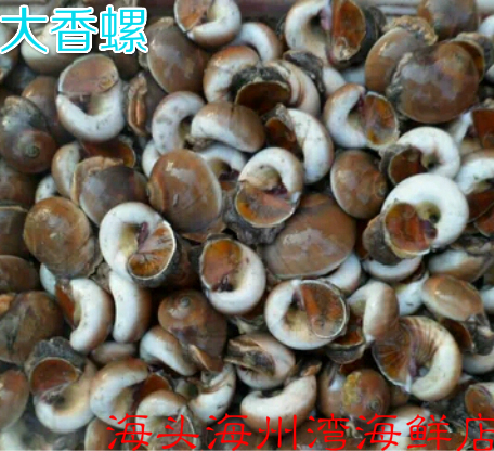 连云港海鲜水产鲜活水产猫眼螺大香螺新鲜猫眼罗扁香螺香螺肉250g
