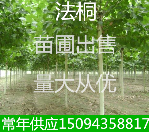工程绿化苗木速生法桐行道树法桐