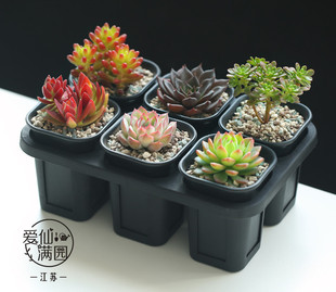 爱仙满园 新款深型黑方盆加厚磨砂方形万象盆套装 托架 多肉播种