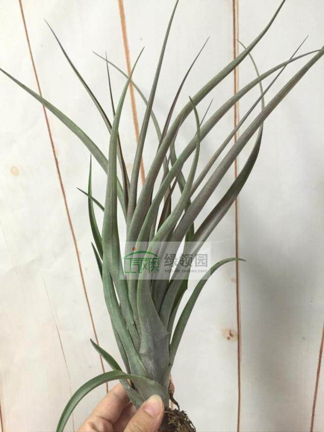 展示 空气凤梨 Tillandsia Belloensis x 贝乐斯杂交