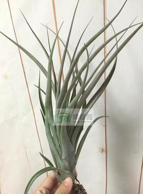 展示 空气凤梨 Tillandsia Belloensis x 贝乐斯杂交