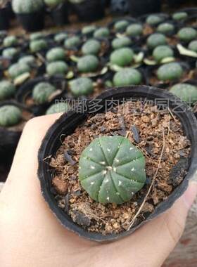 漳州多肉植物星球实生兜实生肉球