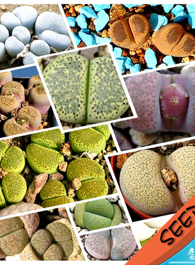碧琉璃混合种子 生石花种子Lithops terricolor/localis mix 20