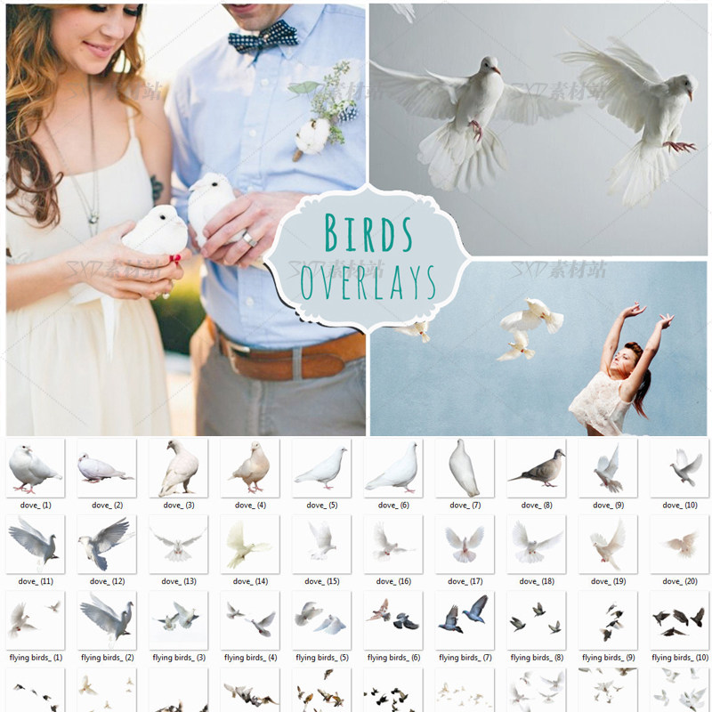 70个png鸽子鸟群免扣图片设计ps素材多款图片选择