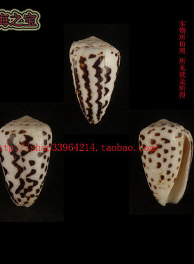 海螺贝壳（对图发货）3.2CM 特别花纹 芝麻芋螺 收藏  8744