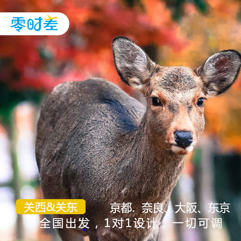 定制旅游 日本 东京迪士尼乐园 大阪 京都 奈良 亲子游8天7晚